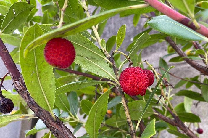 分類：常緑低木 結実期：10月～11月 イチゴノキは春に花を咲かせ、晩秋に赤い実をつける、ツツジ科の落葉低木です。イチゴノキの名前の由来は果実がイチゴに似ているからだと言わています。真赤に色付いたイチゴノキの実はクサイチゴの実によく似ています。