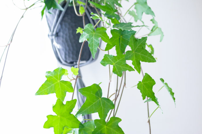 室内インテリアグリーンとして人気のつる性観葉植物アイビー。耐陰性もあるため北向きのお部屋でも育てやすい丈夫な観葉植物です。