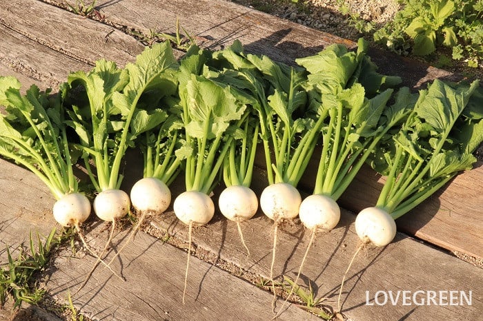 カブ(蕪)育て方 カブ(蕪)育て方 種類 特徴