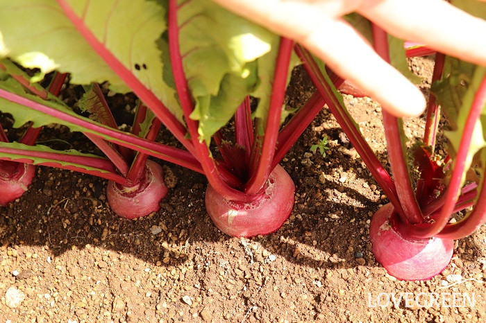カブ(蕪)育て方 カブ(蕪)育て方 種類 特徴