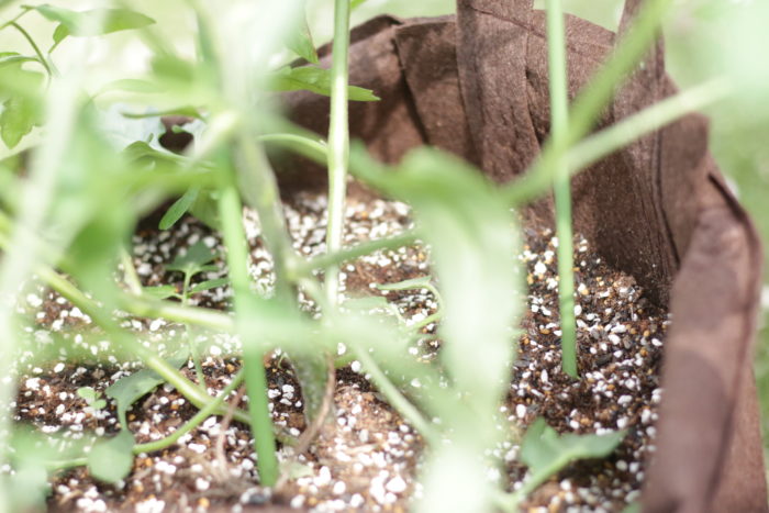 21Lのルーツポーチは花苗の寄せ植えや家庭菜園をされている方にもおすすめです。ちなみにLOVEGREEN編集部でも、今年の夏にルーツポーチでミニトマトを育てました！