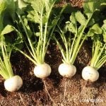 カブ(蕪)育て方 スワン