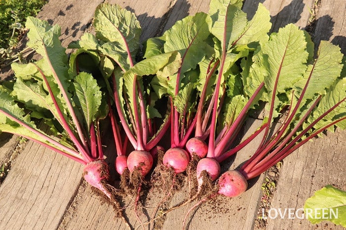 カブ(蕪)育て方 カブ(蕪)育て方 種類 特徴