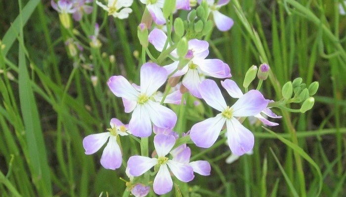 ハマダイコン 浜大根 の花言葉 種類 特徴 色別の花言葉 Lovegreen ラブグリーン