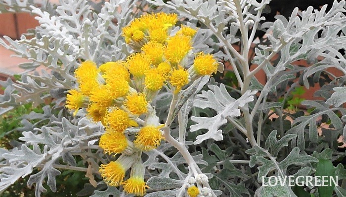 シロタエギク（白妙菊）の花