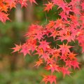 イロハカエデ（イロハモミジ）の花言葉や種類、特徴をご紹介！イロハカエデ（イロハモミジ）は紅葉が美しい代表的な樹木。古くから和風の庭づくりや盆栽などに使われ広く親しまれてきました。