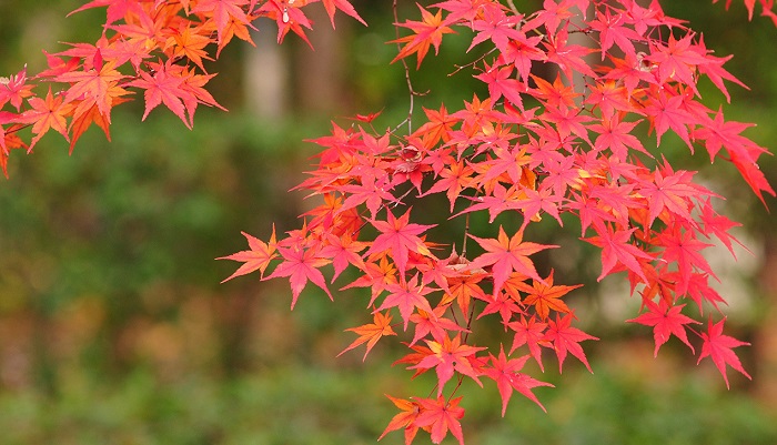 秋には紅葉（モミジ）狩りという行楽があるほど、日本では紅葉したモミジが愛されています。紅葉したイロハモミジの葉は押し葉などにして保存できます。