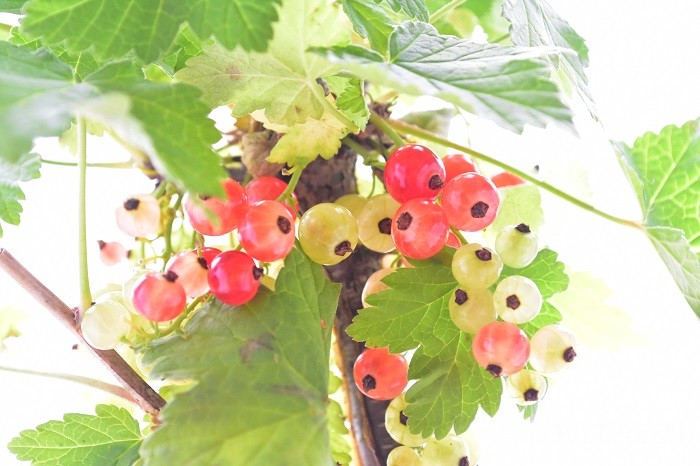赤い実のなる木30種を季節ごとに紹介 食べられる実や毒のある実まで Lovegreen ラブグリーン