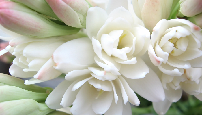 チューベローズの花言葉や種類、特徴をご紹介！チューベローズは美しい花と素晴らしい香りが人気の植物。濃く甘い香りは夜になると強くなる特徴があります。
