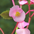 シュウカイドウ（秋海棠）の花言葉や種類、特徴をご紹介！シュウカイドウ（秋海棠）は、淡いピンク色の花を下向きに咲かせる植物。自生して戸外で冬越しできる珍しいベゴニアです。