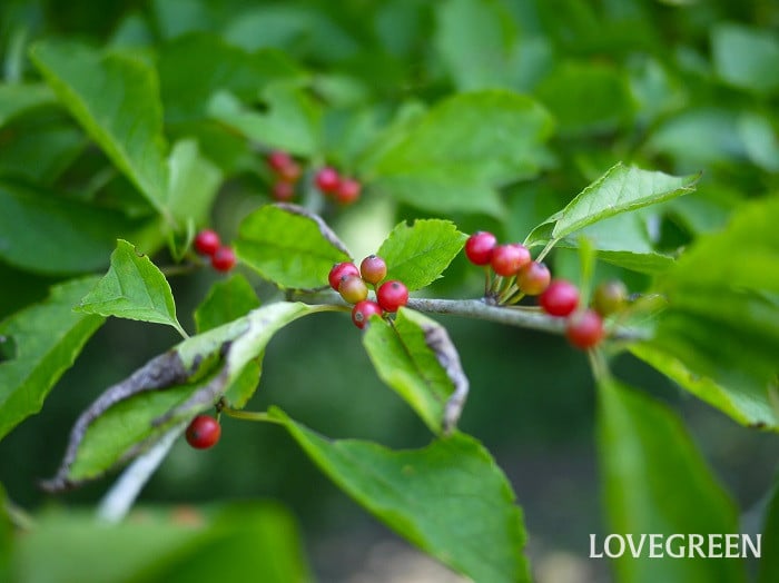 アオハダ小 アオハダ