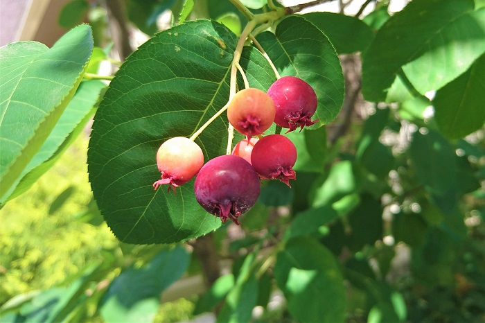 分類：落葉高木 結実期：6月 ジューンベリーは春に桜に似た、桜よりも小さな白い花を枝いっぱいに咲かせる、バラ科の落葉高木です。春の開花後、6月に真赤な直径1㎝程度の実を付けます。ジューンベリーの実は黒に近い赤まで熟してから食べると、酸味はなく甘く、生食できます。他にもジャムやコンポートにして利用されます。