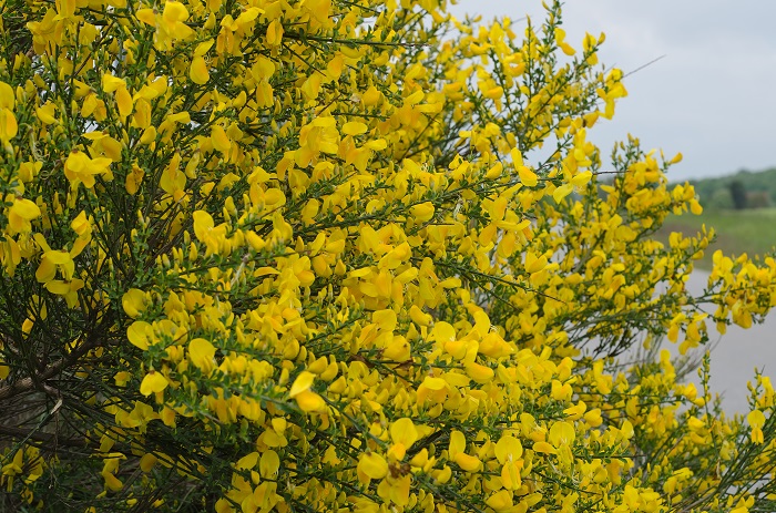 科名：マメ科 開花期：常緑低木 分類：4～5月 エニシダは柳のように枝垂れる枝いっぱいに黄色の花を咲かせる低木です。低木といっても2～3mほどまで生長します。エニシダの花色は黄単色の他に、黄色と赤の複色の品種もあります