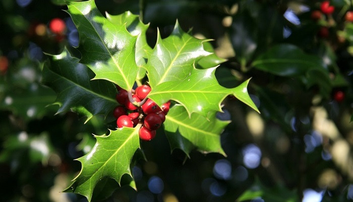 赤い実のなる木30種を季節ごとに紹介 食べられる実や毒のある実まで Lovegreen ラブグリーン