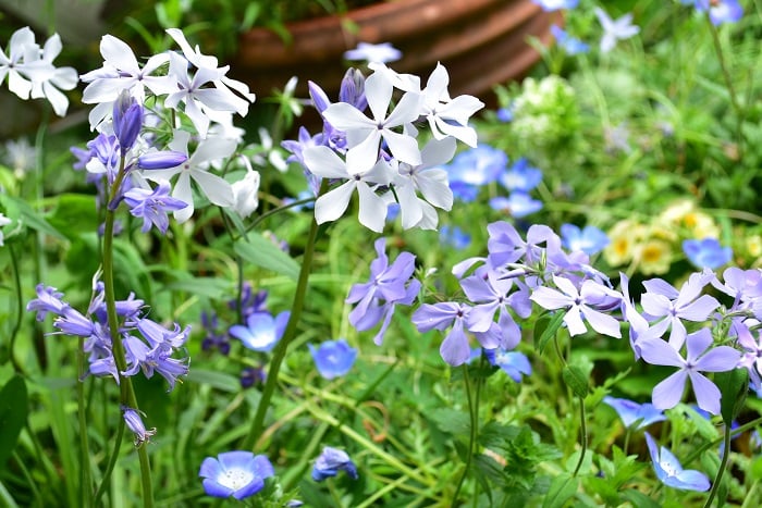 おしゃれな花壇の作り方 レイアウトやデザイン 季節のおすすめの花種 Lovegreen ラブグリーン