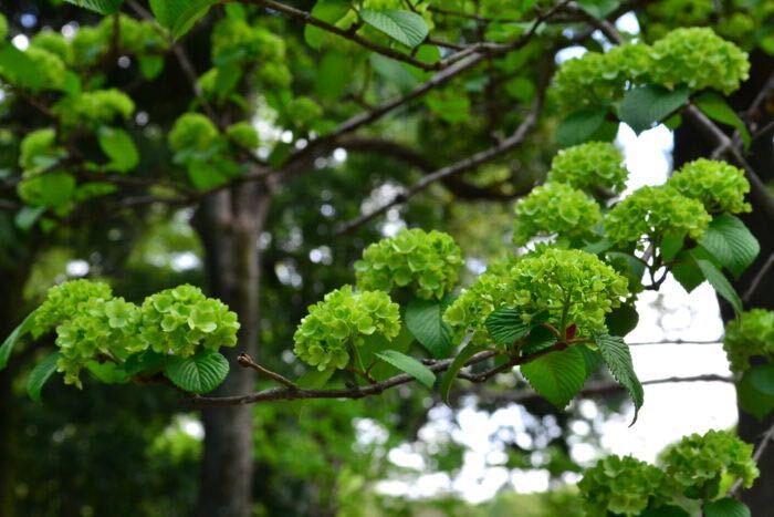 オオデマリの花言葉 種類 特徴 色別の花言葉 Lovegreen ラブグリーン