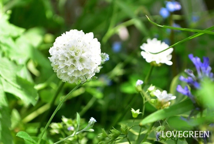 夏の花でガーデニング｜暑さに強い花～多年草（宿根草）　サクシセラ