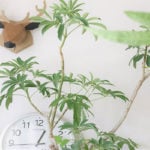 リビングにおすすめの観葉植物、基本的な管理方法