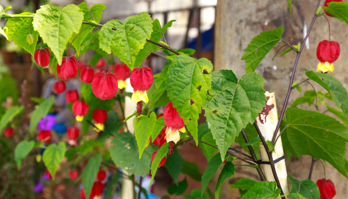 アブチロンの花言葉 種類 特徴 色別の花言葉 Lovegreen ラブグリーン