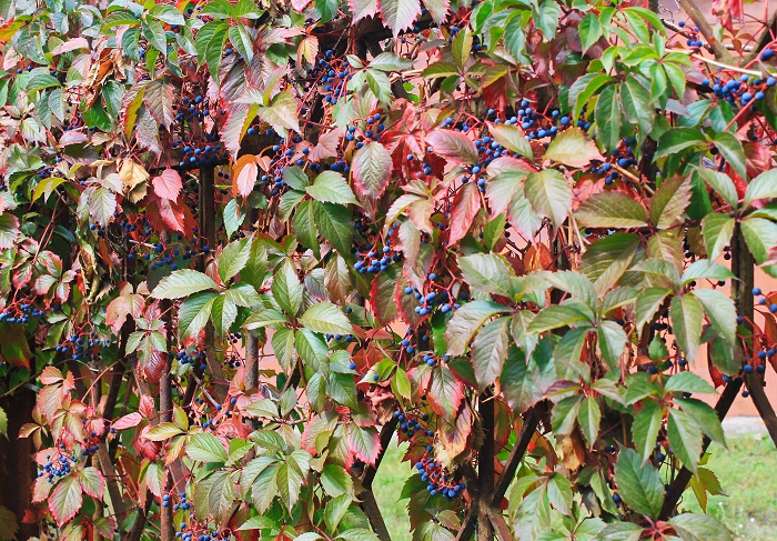 アメリカヅタは秋に赤く紅葉し、小さな黒い実を付ける姿も風情があります。冬に落葉しますが、春になると再び芽吹いて茂ります。