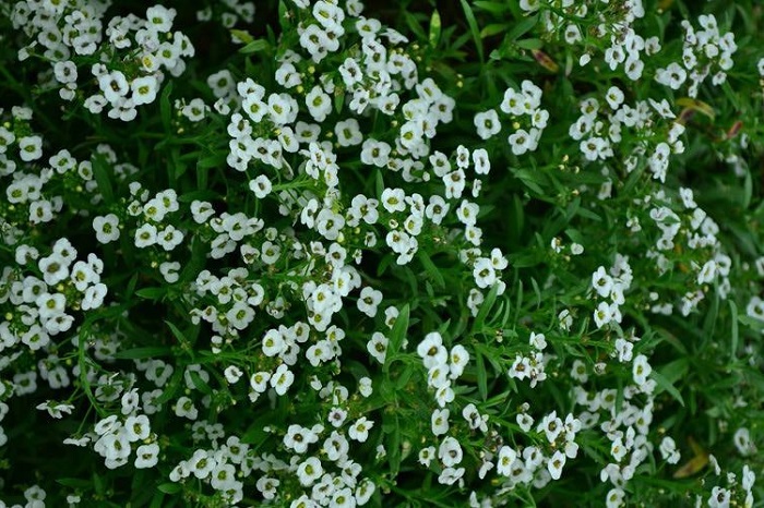 スイートアリッサムの花言葉 種類 特徴 色別の花言葉 Lovegreen ラブグリーン