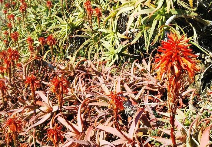 アロエの花言葉や種類、特徴をご紹介！アロエは、日本でも古くから薬用や食用として親しまれてきた植物。環境が合えば周年戸外で育てることができます。