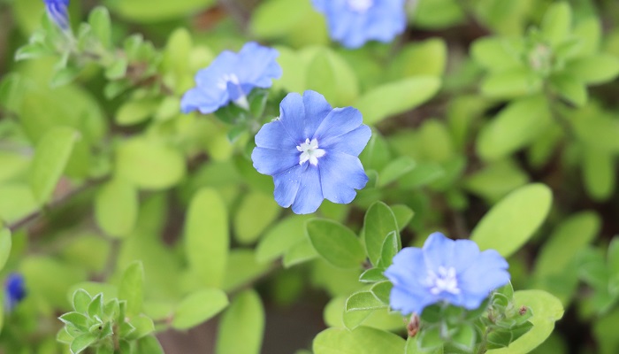 アメリカンブルー（エボルブルス）の花言葉や種類、特徴をご紹介！アメリカンブルー（エボルブルス）は、清々しいブルーの小花を春から秋まで咲かせる植物。可愛い花が人気で寄せ植えやハンギングバスケット、花壇などに幅広く使われています。