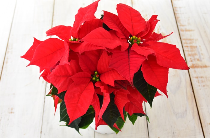 ポインセチアの流通する季節は冬です。それもクリスマス前からクリスマスまでと、とても限定的です。  ポインセチアはクリスマスの頃に色付き始めること、キリストの血を象徴する赤い花と永遠を意味する常緑の葉から、英名でもChristmas flowerと言われ、クリスマスを代表する観葉植物の一つとなっています。  猩々木（ショウジョウボク）という和名の由来は、猩々という真赤な顔の妖怪に見立てたことからきているようです。英名との違いが面白いところです。  本来は常緑低木なので通年存在するのですが、クリスマスが近づくと街中を彩るようにポインセチアが溢れかえります。