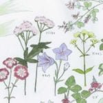 秋の七草とは?|秋の七草の由来や種類、覚え方