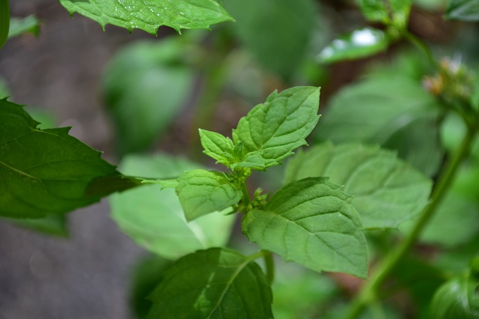 ニホンハッカの育て方 栽培 Lovegreen ラブグリーン