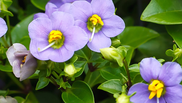 エキザカムの花言葉や種類、特徴をご紹介！エキザカムは、青紫色の小花を次々と咲かせる植物。自然にコンパクトに丸くまとまって育つので育てやすく人気があります。