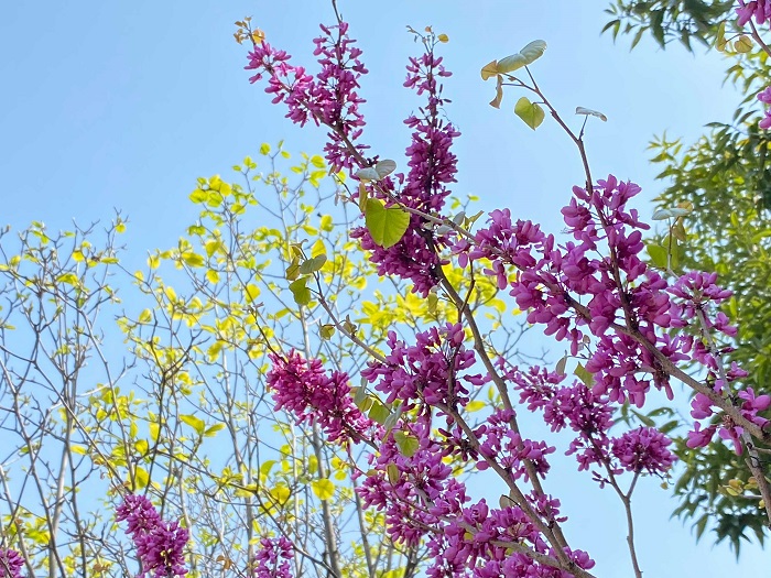 ハナズオウの花言葉 種類 特徴 色別の花言葉 Lovegreen ラブグリーン
