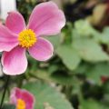 シュウメイギク（秋明菊）の可憐な花をご存知ですか。シュウメイギク（秋明菊）は和の庭にも洋の庭にもよく合います。 シュウメイギク（秋明菊）の花や葉の特徴、代表的な種類からシュウメイギク（秋明菊）の育て方まで、シュウメイギク（秋明菊）の魅力をご紹介します。