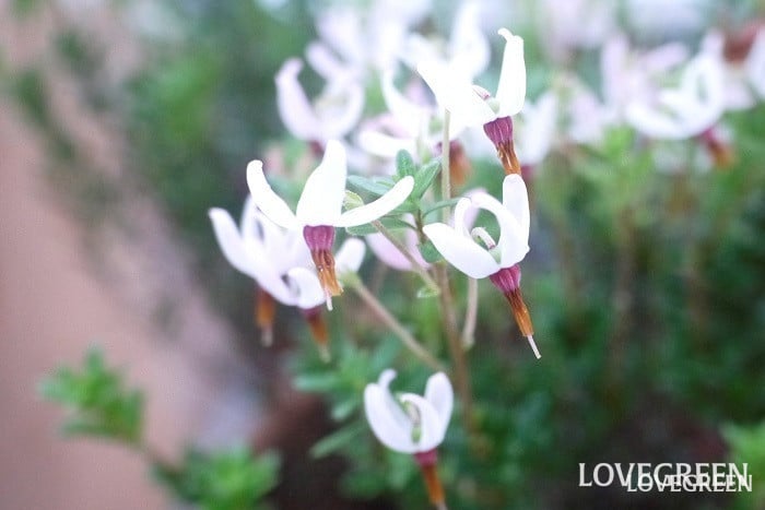 クランベリー花アップ小 クランベリー花