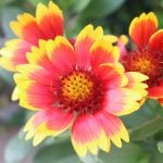 ガイラルディアの花言葉や種類、特徴をご紹介！ガイラルディアは、元気が出る明るい色合いの花を次々と咲かせる植物。丈夫で環境が合えばあまり手をかけなくても可愛い花が咲くので初心者にも育てやすく人気があります。