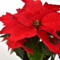 ポインセチア