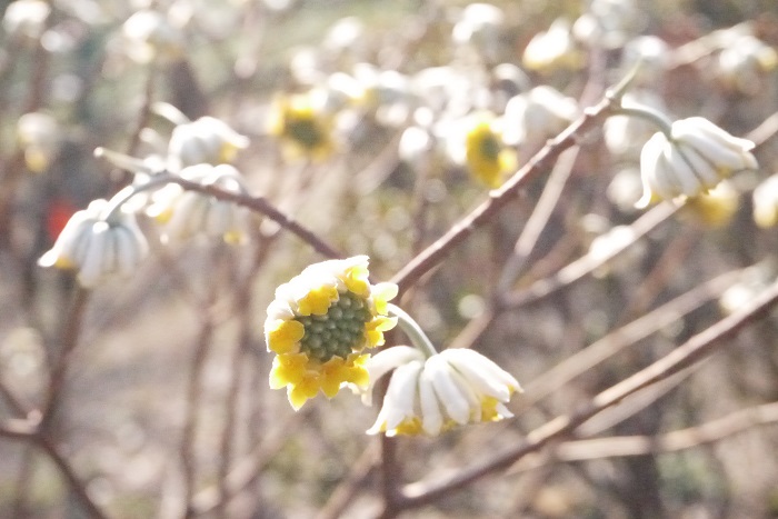 花期：2月~3月 樹高：2m ミツマタはどこまでいっても枝が三叉に広がることから名付けられました。早春に淡い黄色の花を咲かせます。ミツマタの花は独特の形をしていて、ふんわりとした砂糖菓子のような可愛らしさがあります。