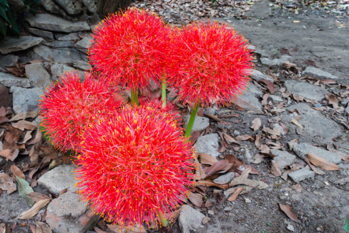 ハエマンサスの花言葉や種類、特徴をご紹介！ハエマンサスは、ヒガンバナに似た赤い球状の花を咲かせる植物。線香花火や眉刷毛（まゆはけ）をイメージさせるような変わった花の咲き方が親しまれています。