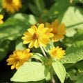 メランポジウムの花言葉や種類、特徴をご紹介！メランポジウムは、小さな黄色い花を次々と咲かせる植物。鮮やかな色合いが美しく、管理が簡単で育てやすいこともあり公共の花壇などにもよく用いられています。