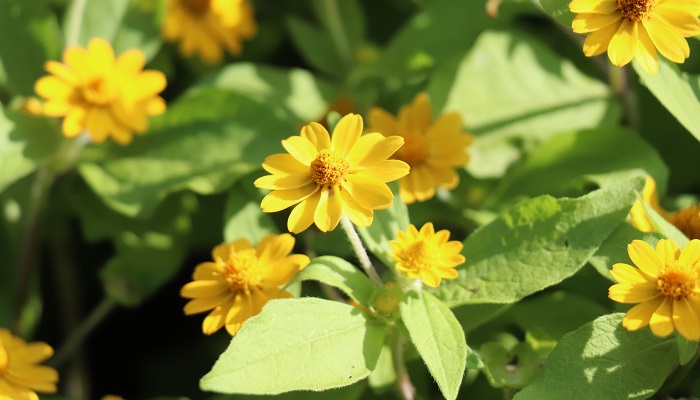 メランポジウムの花言葉や種類、特徴をご紹介！メランポジウムは、小さな黄色い花を次々と咲かせる植物。鮮やかな色合いが美しく、管理が簡単で育てやすいこともあり公共の花壇などにもよく用いられています。