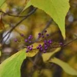 秋の紫の実が美しい庭木｜ムラサキシキブとコムラサキの見分け方