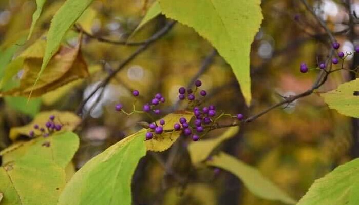 秋の紫の実が美しい庭木 ムラサキシキブとコムラサキの見分け方 Lovegreen ラブグリーン