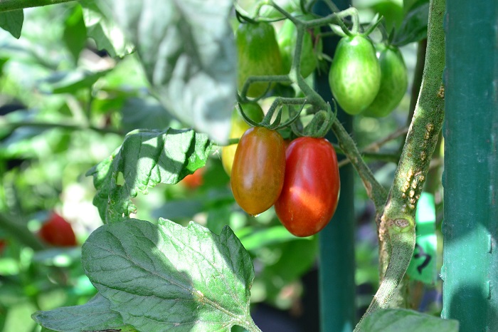 ミニトマトは、春に植え付け夏から秋まで長く収穫できる野菜です。生食の他、加熱しても楽しめます。