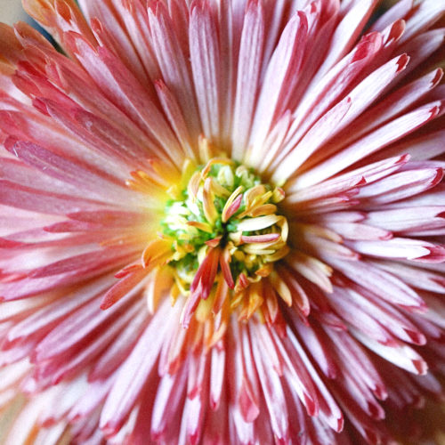  アナスタシアシリーズは細い花びらが美しい種類なので、ぜひお近くのお花屋さんで探してみてください。