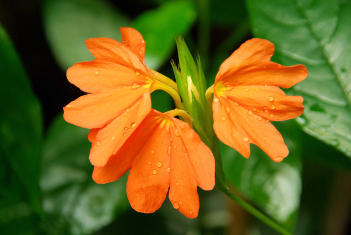 クロッサンドラの花言葉や種類、特徴をご紹介！クロッサンドラは、オレンジ色の華やかな花を咲かせる熱帯植物。庭植えや鉢植え、観葉植物として幅広く親しまれています。