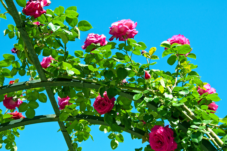ツルバラ（蔓薔薇・つるバラ）の花言葉や種類、特徴をご紹介！ツルバラ（蔓薔薇・つるバラ）は、つるを長く伸ばすタイプのバラ。伸びたつるをフェンスや壁面に誘引したり、アーチやパーゴラなどに絡めて花を咲かせて楽しみます。
