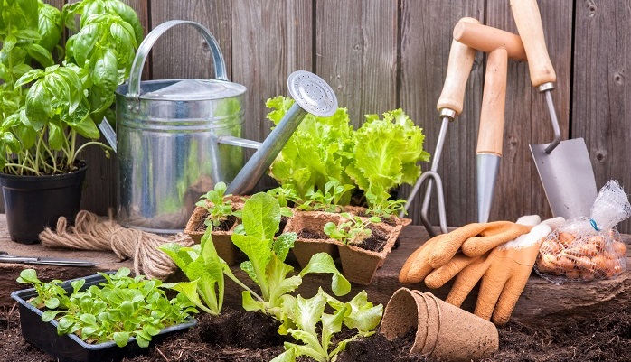 家庭菜園初心者におすすめの野菜33選と家庭菜園の基礎知識 | LOVEGREEN