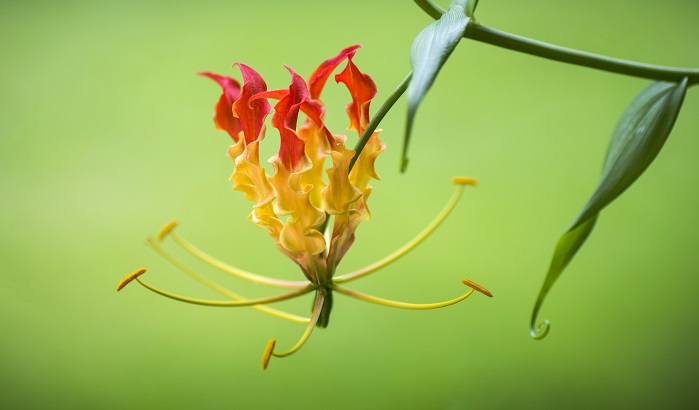 グロリオサの花言葉 種類 特徴 色別の花言葉 Lovegreen ラブグリーン