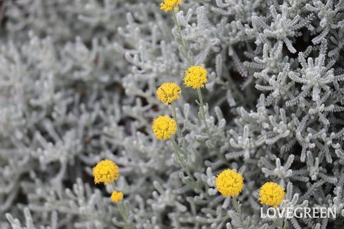 サントリナ サントリナ