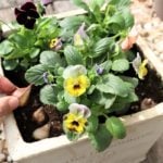 11月の寄せ植えに使いたい花12選
